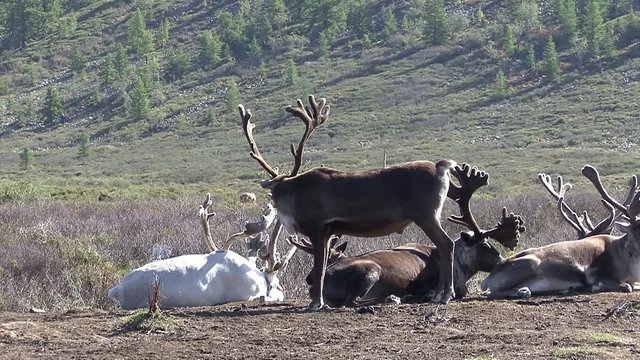 Mongolia. Darkhat basin. The camp of reindeer herders. Deer.