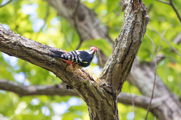 木をつつきながら歩くアカゲラ