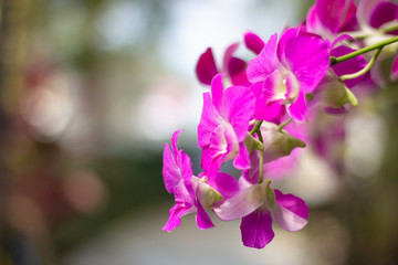 Fototapeta na wymiar Defocus pink orchid with blurred background and copy space.