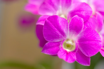 Obraz premium Seletive focus pink orchid with blurred background and copy space.