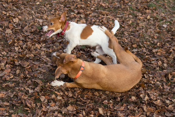 Cute jack russell terrier puppy and american staffordshire terrier puppy are playing in the autumn...