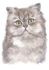 Water colour painting of Persian cat 005