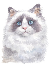 Water colour painting of Ragdoll cat 008