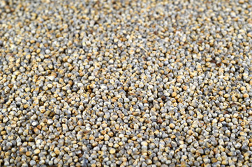 Pearl millet (Bajra) as background. Close up.