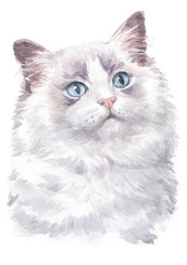 Water colour painting of Ragdoll cat 009