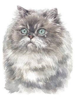 Water colour painting of Himalayan cat 012
