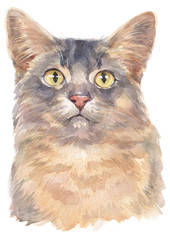 Water colour painting of Somali shorthair Cat 036