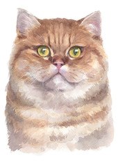 Water colour painting of British shorthair Cat 040