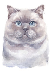 Water colour painting of British Shorthair Cat 041