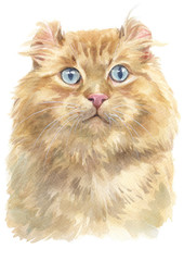 Water colour painting of American curl Cat 044