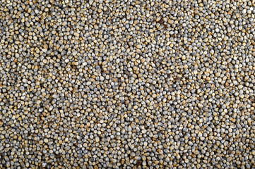 Pearl millet (Bajra) as background. Close up.