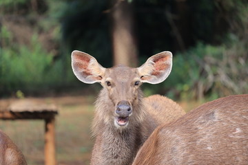 A young Red deer stag.Portrait Of Lonely Deer With Big Antlers At Birch Forest Background.