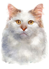 Water colour painting of Turkish van Cat 049