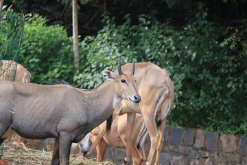 Naklejka na ściany i meble Close view of nilgai in nature.Nilgai blue cow image and wallpaper.Nilgai Antelope, Boselaphus Tragocamelus, standing in zoo,india