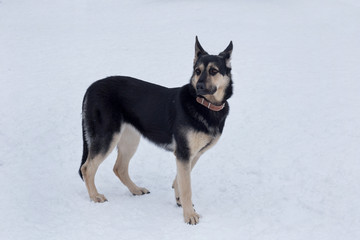 East european shepherd isolated on a white snow. Pet animals.