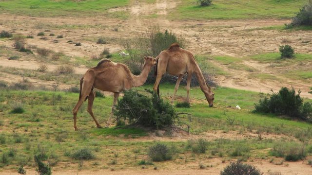  camels in the meadow Eats Grass . camels walks around behind in the desert in the United Arab Emirates, Camel Dromedary in the desert free
