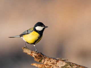 Beautiful nature scene with Great tit (Parus major). Wildlife shot of Great tit (Parus major) on branch. Great tit (Parus major) in the nature habitat.