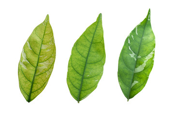 Obraz premium Group green leaves isolated on white Background with clipping path.