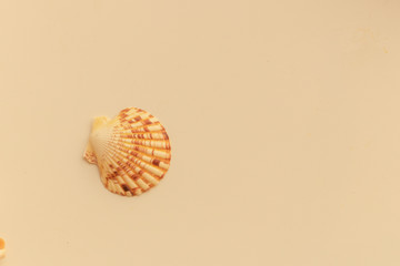 close up shell on table have blur view for background, have copy space, concept summer on the beach