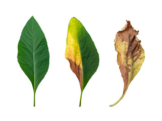 Collection of leaves isolated on white background with clipping path. (Bitterleaf tree)