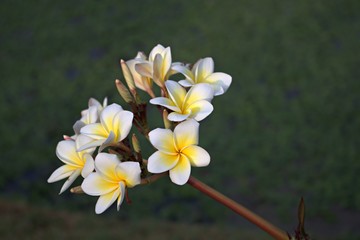  yellow frangipani flowers in garden