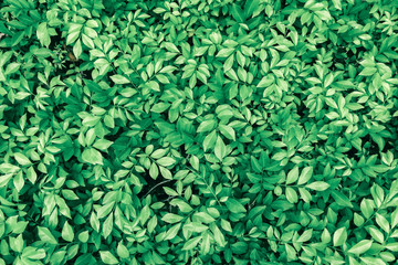 Naklejka na ściany i meble green leaves background 