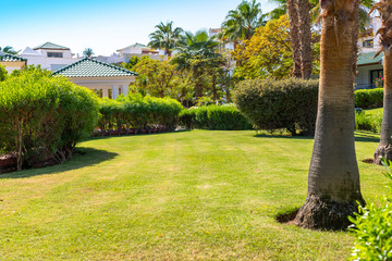 Fototapeta premium Trimmed green hedge and lawn. Paradise with lush tropical greenery and resort architecture. Sunny lawn over blue sky with copy space