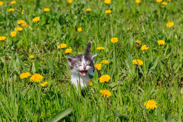 Small kitten in yellow dandelion flowers. Young cat on green meadow