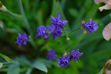 Blue flower