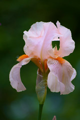Fototapeta na wymiar Pink iris