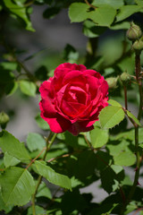 red rose in garden