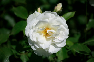 White rose