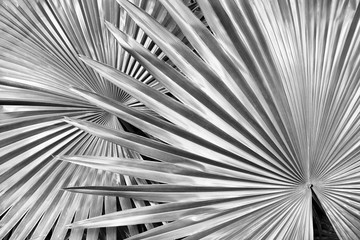 Obraz premium tropical leaf, black and white of big palm foliage in rainforest, nature background