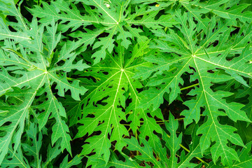 papaya leaves, green nature background