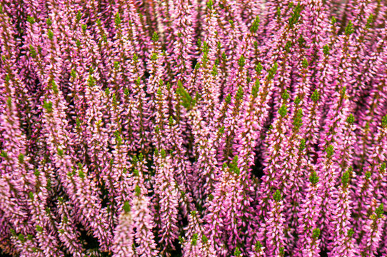 Heather flowers. Bright natural background close up