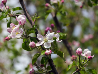 spring blooming branch in garden