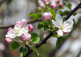 spring blooming branch in garden