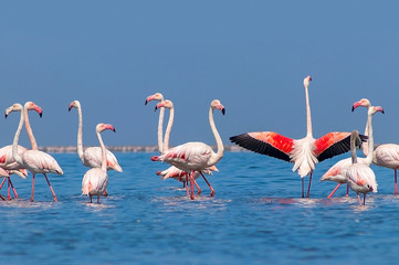 Wild african birds. Group of African white flamingo birds and their reflection on the blue water. Walvis bay, Namibia, Africa