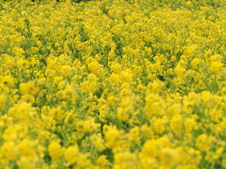 一面の菜の花
