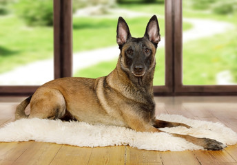Pedigree Belgian shepherd dog Malinois dog lying on a fur rug on the living room floor