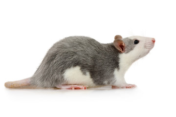 Little cute rat sits on a white background