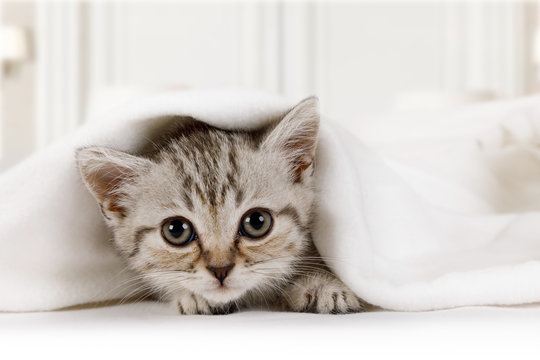 Cute little kitten looks out from under the blanket