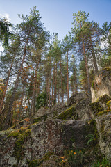 Pine trees growing on cliffs in Monrepos park.