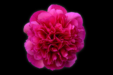 Isolated flower for pattern. Dahlia.