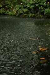 rainfall in the rainforest