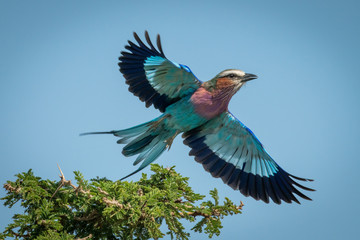 Lilac-breasted roller taking off from thorn bush