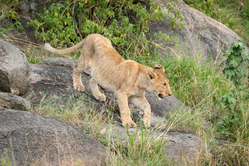 Naklejka na ściany i meble Lion cub climbs down rocks in grass