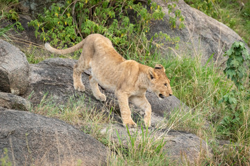 Naklejka premium Lion cub climbs down rocks in grass