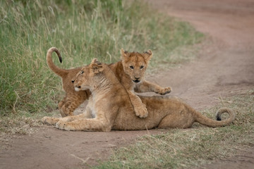 Fototapeta na wymiar Lion cub climbs over another on track