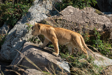 Fototapeta na wymiar Lion cub climbs over rocks in sunshine